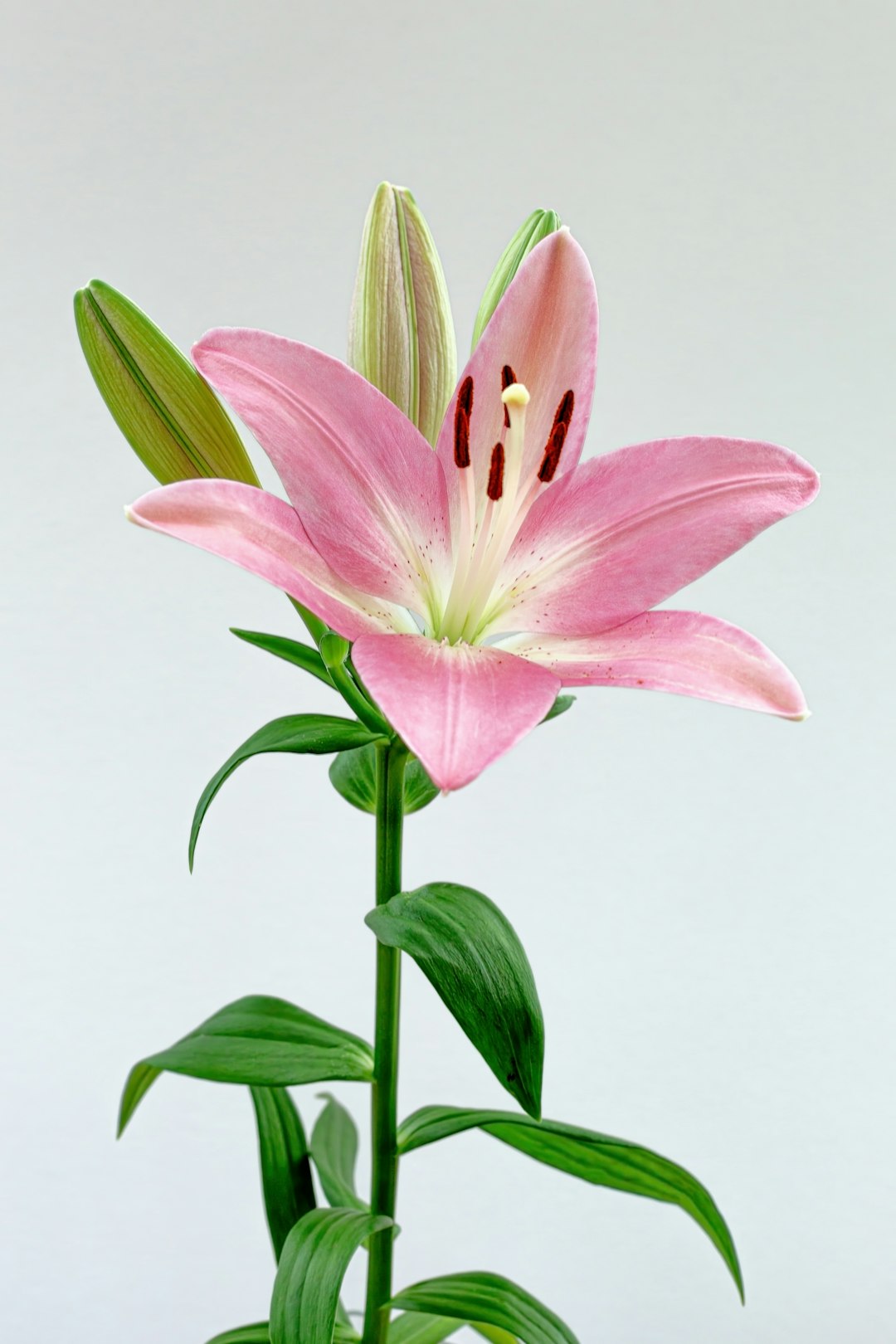DIY Blumenarrangements